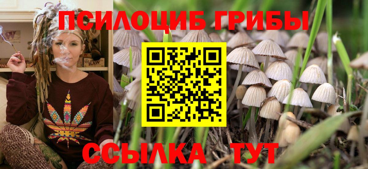 Псилоцибиновые грибы Cubensis Лосино-Петровский